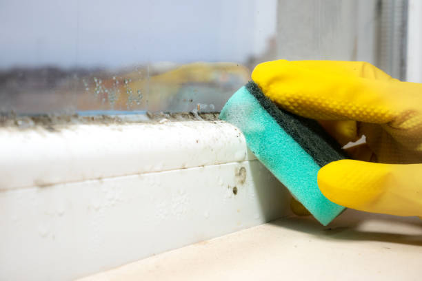 Best Bathroom Mold Remediation in Geronimo, OK
