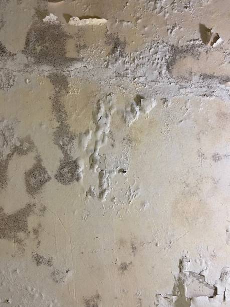 Best Black Mold Remediation in Geronimo, OK